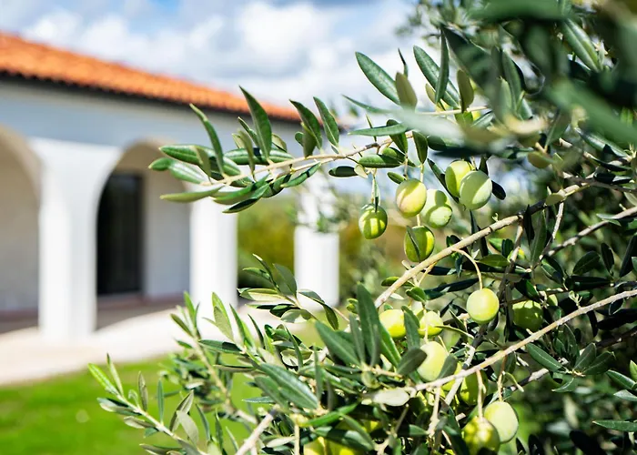 Prázdninový dům Olivarum By Interhome Stankovci (Zadar)